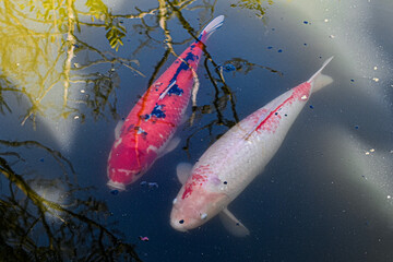 red fish in the water