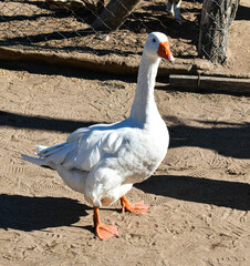 white goose on the beach
