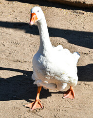 white goose on the beach