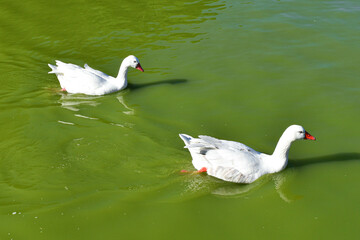 white duck swimming in the lake
