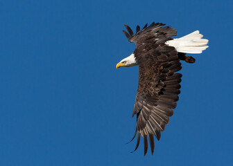 Mature Bald Eagle in flight from side in blue sky
