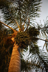 palmera