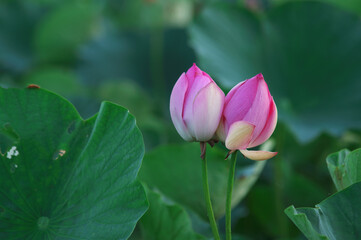 Fototapeta premium 蓮