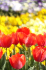 field of tulips