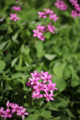 Fototapeta premium Oxalis Wood Sorrel With Pink Flowers in Garden