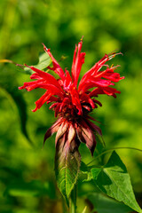 Crimson beebalm or  scarlet monarda (Monarda didyma) in the summer garden