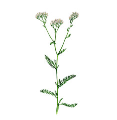 watercolor drawing plant of yarrow, Achillea millefolium isolated at white background , hand drawn botanical illustration © cat_arch_angel