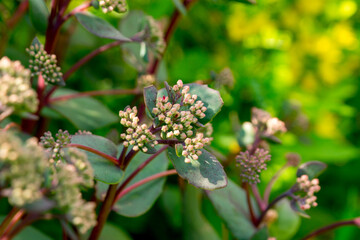 Sedum spectabile in the summer garden