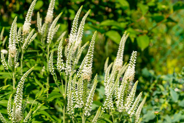 White veronica longifolia (garden speedwell or longleaf speedwell) in the summer garden.