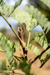 Birth of a leaf. Blurred natural background. Selective focus. High quality photo.