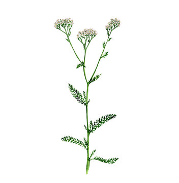 watercolor drawing plant of yarrow, Achillea millefolium isolated at white background , hand drawn botanical illustration