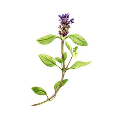 watercolor drawing plant of common self-heal, Prunella vulgaris isolated at white background , hand drawn botanical illustration