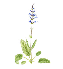 watercolor drawing plant of sage, Salvia officinalis isolated at white background , hand drawn botanical illustration