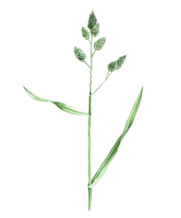 watercolor drawing plant of cat grass, Dactylis glomerata isolated at white background , hand drawn botanical illustration