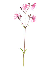 watercolor drawing plant of ragged-robin, Silene flos-cuculi isolated at white background , hand drawn botanical illustration