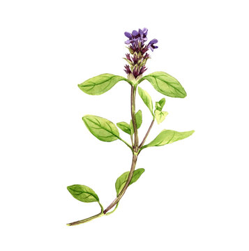 watercolor drawing plant of common self-heal, Prunella vulgaris isolated at white background , hand drawn botanical illustration