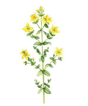 watercolor drawing plant of perforate St John's-wort, Hypericum perforatum isolated at white background , hand drawn botanical illustration