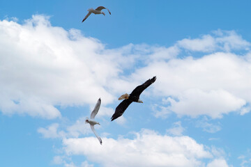 The Bald eagle (Haliaeetus leucocephalus) in flight haunted by a pair of seagulls.