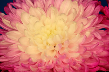 Pink and Yellow Chrysanthemum Flower Close up