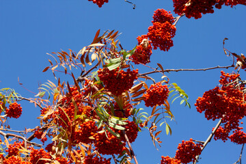 red berries on a branch