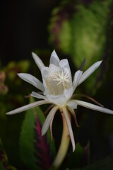 The Flower of Disocactus anguliger, commonly known as the fishbone cactus or zig zag cactus