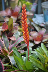 red and yellow flowers
