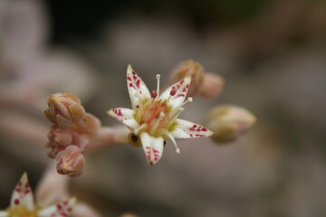 Hen and Chicks Houseplant Echeveria elegans With Flower Blooms