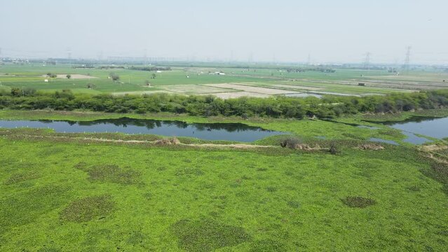 Aerial drone shot of Indian fertile agricultural lands. Drone shot of green vegetation. Agriculture and fields concept.