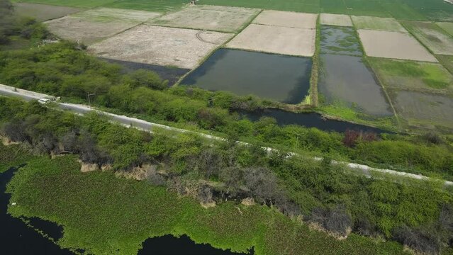 Aerial drone footage of a car riding through the beautiful road covered with trees and ocean on the left side.