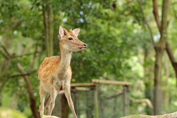 奈良公園の若いオス鹿