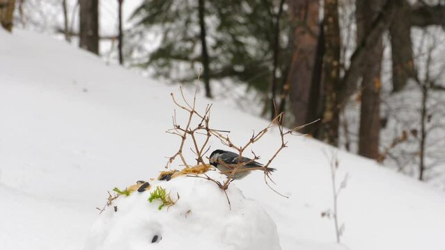 Titmouse in the winter forest