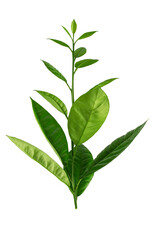 lemon tree branch with green leaves, isolated on a white background