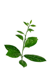 lemon tree branch with green leaves, isolated on a white background