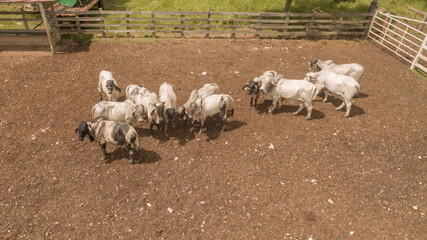 Vacas y toros