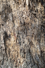 Obraz premium Background bark, rough surface of the bark