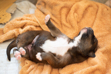 cute puppy in smooth tone.