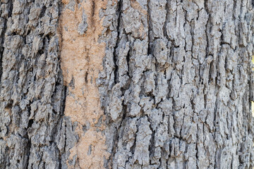 Termites on tree bark, mud from termites on tree trunks.