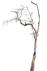 dead trees, dry trees in Thailand isolated on a white background