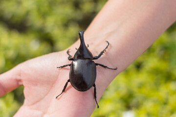 Black Rhinocerus beetle walking on human hand with green bush bokeh background