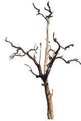 dead trees, dry trees in Thailand isolated on a white background