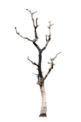dead trees, dry trees in Thailand isolated on a white background