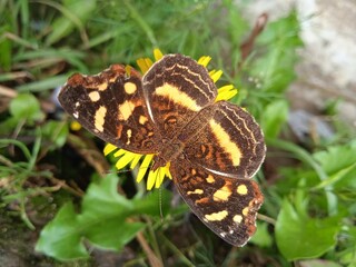 butterfly on leaf