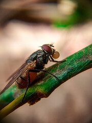 The busy fly bee always has no time for sorrow