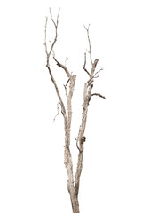 dead trees, dry trees in Thailand isolated on a white background