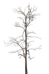 dead trees, dry trees in Thailand isolated on a white background