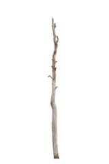 Dying trees isolated on a white background
