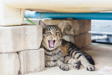Cute tabby cat ,domestic cat, laying for resting and yawning when looking at camera, with outdoor...