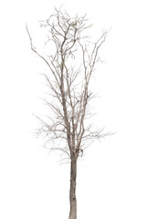 Fototapeta premium dead trees, dry trees in Thailand isolated on a white background