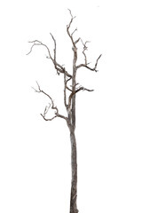 dead trees, dry trees in Thailand isolated on a white background