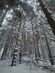 Fototapeta premium Mysterious snowy forest in the mountains